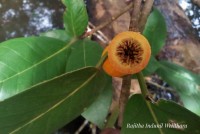 Ficus drupacea Thunb.